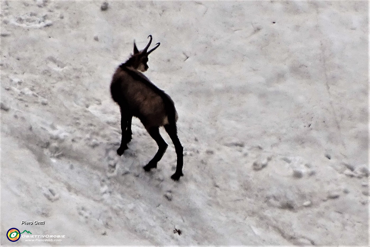 69  Camosci si rinfrescano e giocano sulla neve (maxi zoom).JPG